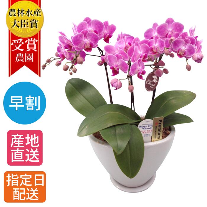 【早割】 ミディ 胡蝶蘭 3本立 白舟形 陶器 鉢 5.5号 ピンク 鉢植え 花 室内 花鉢 鉢花 ギフト プレゼント お花 生花 ミニ胡蝶蘭 ミディ胡蝶蘭 母の日 贈り物 義母 60代 母 誕生日 結婚 記念日 開店祝い 開業祝い 祝い 女性 男性 お歳暮