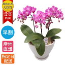 【10%オフ対象】 ミディ胡蝶蘭 3本立 白舟形 陶器鉢 5.5号 ピンク 鉢植え 花 室内 ギフト プレゼント 生花 ミニ胡蝶蘭 ミディ胡蝶蘭 贈り物 60代 誕生日 結婚 記念日 開店祝い 開業祝い 祝い 男性 お中元