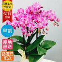 楽天Tokyo small gift【母の日遅れてごめんね 早割】 鉢植え 花 ギフト 胡蝶蘭 ミディ 胡蝶蘭5本立 陶器 鉢 6号 ピンク / ミニ胡蝶蘭 ラン コチョウラン 胡蝶蘭 退職 ギフト 母の日 鉢植え 生花 seika 母の日ギフト フラワーギフト 可愛い 結婚式 プチギフト 開店祝い 開業祝い お歳暮