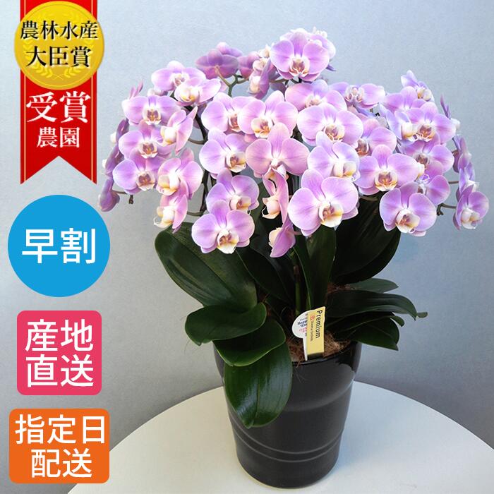 【早割】ミディ 胡蝶蘭 6本立 陶器 鉢 8号 ピンク 鉢植え 花 室内 花鉢 鉢花 ギフト プレゼント 母の日 生花 お花 ミニ胡蝶蘭 ミディ胡蝶蘭 贈り物 義母 誕生日プレゼント 開店祝い 開業祝い 移転祝い 引越し祝い お祝い 還暦 お歳暮