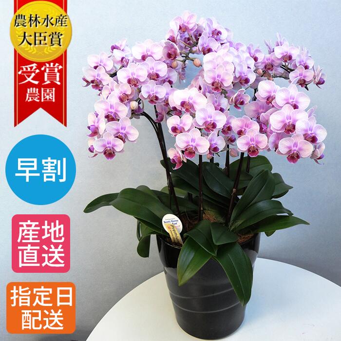 【早割】 ミディ 胡蝶蘭 8本立 陶器 鉢 8号 ピンク 花 母の日 鉢植え 室内 ギフト プレゼント 花鉢 鉢花 生花 お花 ミニ胡蝶蘭 ミディ胡蝶蘭 配送日指定 誕生日 開店祝い 開業祝い 移転祝い お祝い 祝い 豪華 華やか 女性 男性 敬老の日 お歳暮