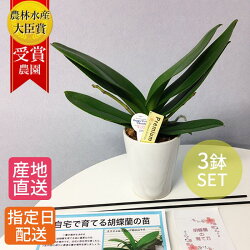 椎名洋ラン園 長持ち お手入れ簡単 室内リビングok 贈り物に人気のフラワーギフト 花 観葉植物 産地直送 毎年開花 直送 農家 鉢花 ギフト こちょうらん 配送日指定 欄 鉢植え 花 胡蝶蘭 花芽2本付き 3鉢セット マイクロ胡蝶蘭の苗 花鉢 プレゼント 生花 ラン お花 椎名洋ラン園 長持ち お手入れ簡単 室内リビングok 贈り物に人気のフラワーギフト 花 観葉植物 産地直送 毎年開花 直送 農家 鉢花 ギフト こちょうらん 配送日指定 欄 鉢植え 花 胡蝶蘭 花芽2本付き 3鉢セット マイクロ胡蝶蘭の苗 花鉢 プレゼント 生花 ラン お花