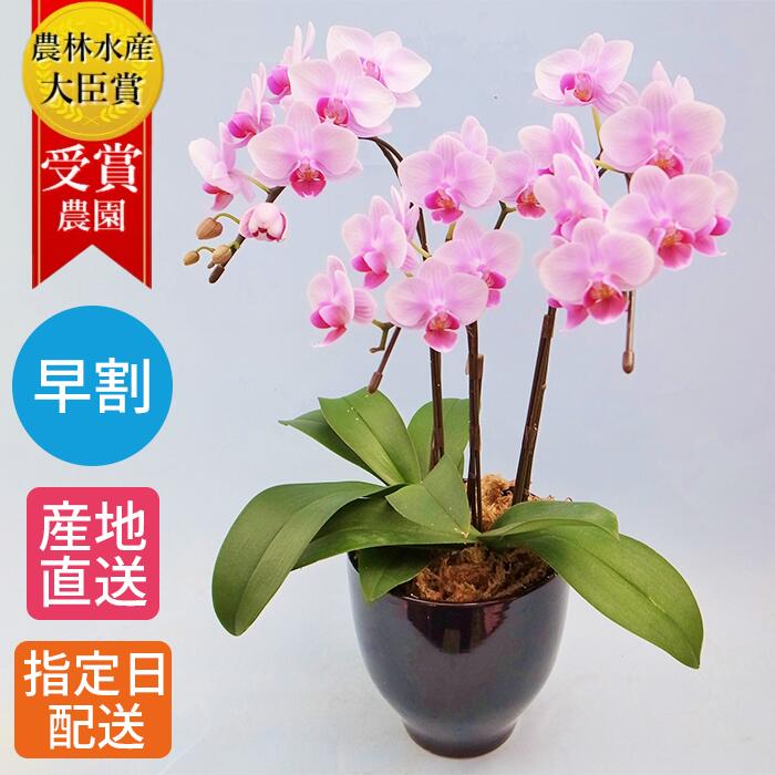 【早割】テーブル 胡蝶蘭 3本立 陶器 鉢 4.5号 ピンク/花 ギフト プレゼント 花鉢 鉢花 生花 お花 ミニ胡蝶蘭 ミディ胡蝶蘭 お祝い 母の日 鉢植え フラワー 誕生日プレゼント ギフト 記念日 女性 お歳暮