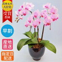 【10%オフ対象】 テーブル 胡蝶蘭 3本立 陶器 鉢 4.5号 ピンク/花 ギフト プレゼント 花鉢 鉢花 生花 ミニ胡蝶蘭 ミディ胡蝶蘭 お祝い 鉢植え フラワー 誕生日プレゼント ギフト 記念日 お中元