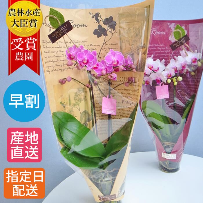 【早割】花 プレゼント 鉢植え 花 ギフト ミディ 胡蝶蘭 2本立 3.5号 in your room ブーケ ピンク / 花鉢 プレゼント 生花 お花 ミニ胡蝶蘭 ミディ胡蝶蘭 ミニ かわいい おしゃれ 鉢花 贈り物 義母 花 お祝い 開店祝い お歳暮