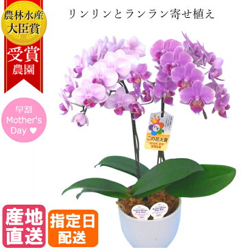 【母の日早割】 リンリン ランラン 寄せ植え 4.5号 2本立 花 鉢植え ギフト プレゼント 胡蝶蘭 花鉢 鉢花 生花 ラン お花 送料無料 ミニ胡蝶蘭 ミディ胡蝶蘭 小さい 配送日指定 誕生日 開店祝い 開業祝い 移転祝い 女性 還暦祝い お祝い 祝い 古希 喜寿 米寿 傘寿