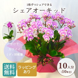 シェア オーキッド 10号10F ( 10人分 ) ミディ 胡蝶蘭 / 花 プレゼント ギフト ミニ胡蝶蘭 ミディ胡蝶蘭 鉢植え 室内 フラワーギフト 誕生日プレゼント パーティー パーティ 装花 お花 寄せ植え お歳暮