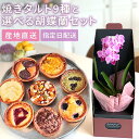 人気の焼きタルト9種と選べる胡蝶蘭セット フレッシュクリームチーズ チーズケーキ クリスマスケーキ クリスマスギフト 生花 胡蝶蘭 装飾 部屋 インテリア 花 お花 自宅 プレゼント ギフト 女性 男性 飾り 新築祝い 引越し祝い 結婚 出産