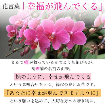 【母の日遅れてごめんね 父の日 早割】マイクロ胡蝶蘭 1本立 2.5号 ピンク 陶器鉢 花 鉢植え ギフト プレゼント 胡蝶蘭 花鉢 鉢花 生花 ラン お花 送料無料 ミニ胡蝶蘭 ミディ胡蝶蘭 小さい 誕生日 贈り物 母 義母 還暦祝い お祝い 祝い 古希 喜寿 米寿 傘寿