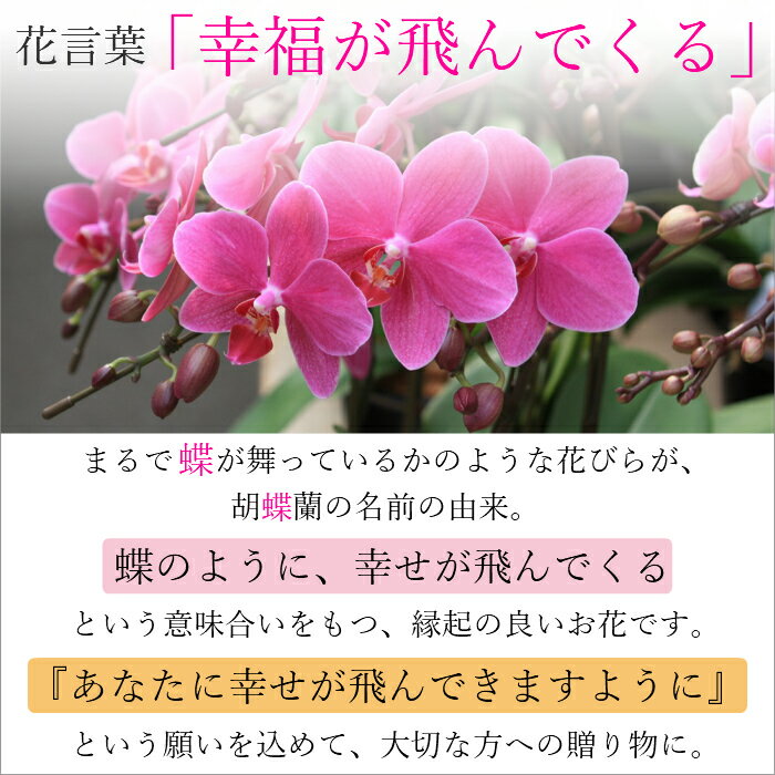 産地直送 農家 直送 長持ち お手入れ簡単 小さい 椎名洋ラン園 こちょうらん ギフト 毎年開花 60代 ミディ胡蝶蘭 花 欄 週に1度の水やり 室内リビングok 贈り物に人気のフラワーギフト 鉢植え 胡蝶蘭 ミディ胡蝶蘭 1本立 タンブラーポット 4号 ピンク イエロー 花鉢