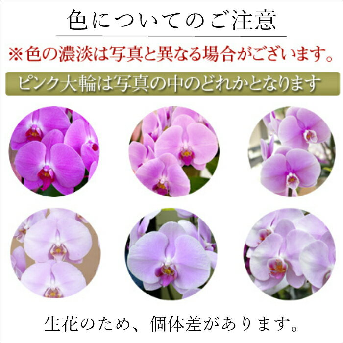早割 胡蝶蘭 3本立 30輪以上 ピンク 送料無料 産地直送 開店祝い 開業祝い 就任祝い 移転祝い 褒章 叙勲 受賞祝い 受章祝い 昇進 就任 長寿 クリスマス こちょうらん 早割 クリスマス 大輪 胡蝶蘭 3本立 30輪以上 ピンク 生花 花 指定日配送 誕生日