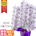 胡蝶蘭 大輪 すみれ 5本立 45輪以上 MIYABI / 最高級 大輪胡蝶蘭 誕生日 祝い 花 胡蝶蘭 ギフト プレゼント 御中元 中元 開店祝い オープン ...