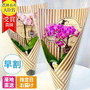 花 プレゼント 鉢植え 花 ギフト ミディ 胡蝶蘭 2本立 3.5号 in your room ブーケ ピンク / 花鉢 プレゼント 生花 お花 ミニ胡蝶蘭 ミ...