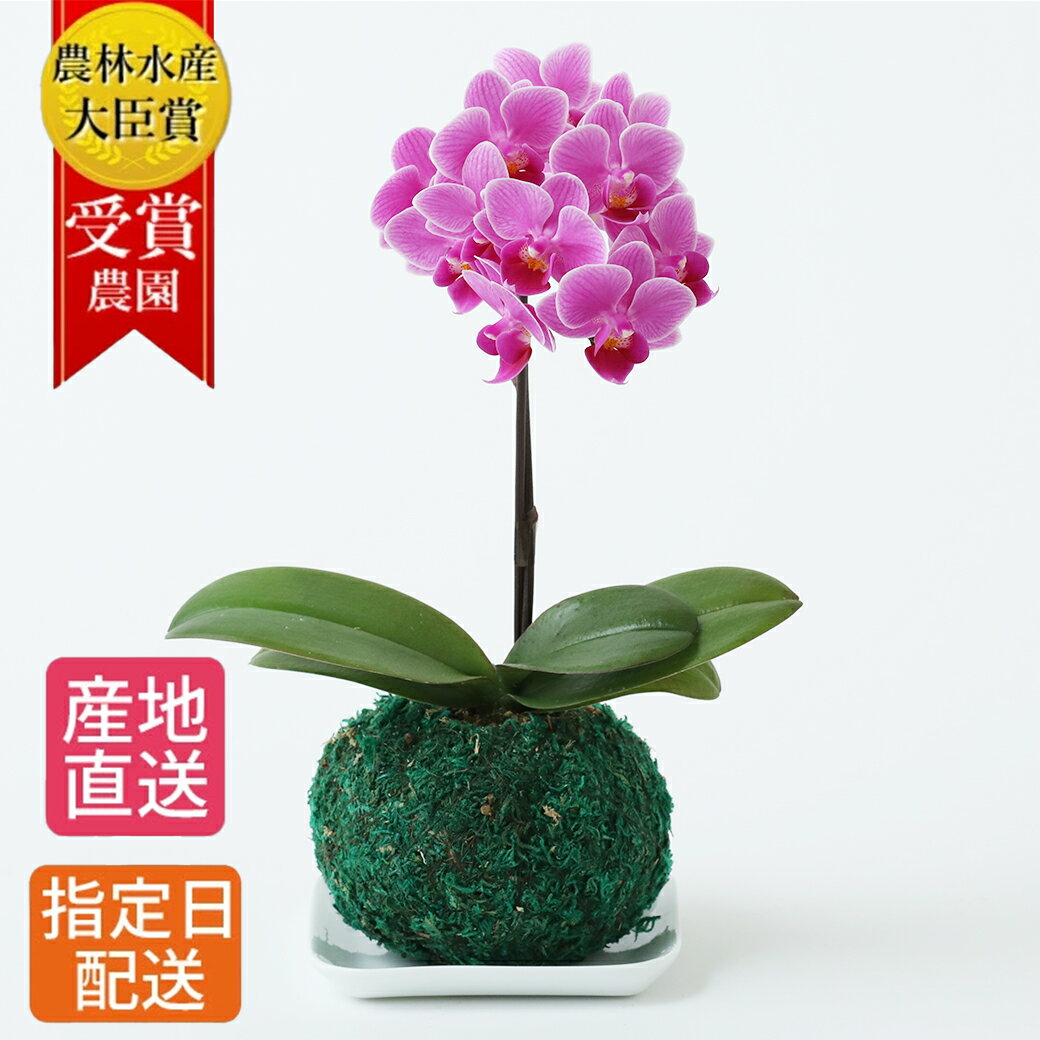 【早割】苔玉 マイクロ 胡蝶蘭 ピンク 受皿付き 和盆 花 盆栽 鉢植え お花 室内 ミニ胡蝶蘭 ミディ胡蝶蘭 卓上 誕生日 母の日 ホワイトデー ギフト プレゼント 女性 男性 お祝い 退職祝い 引越祝い 還暦 古希 父 母 敬老の日 祖母 父の日