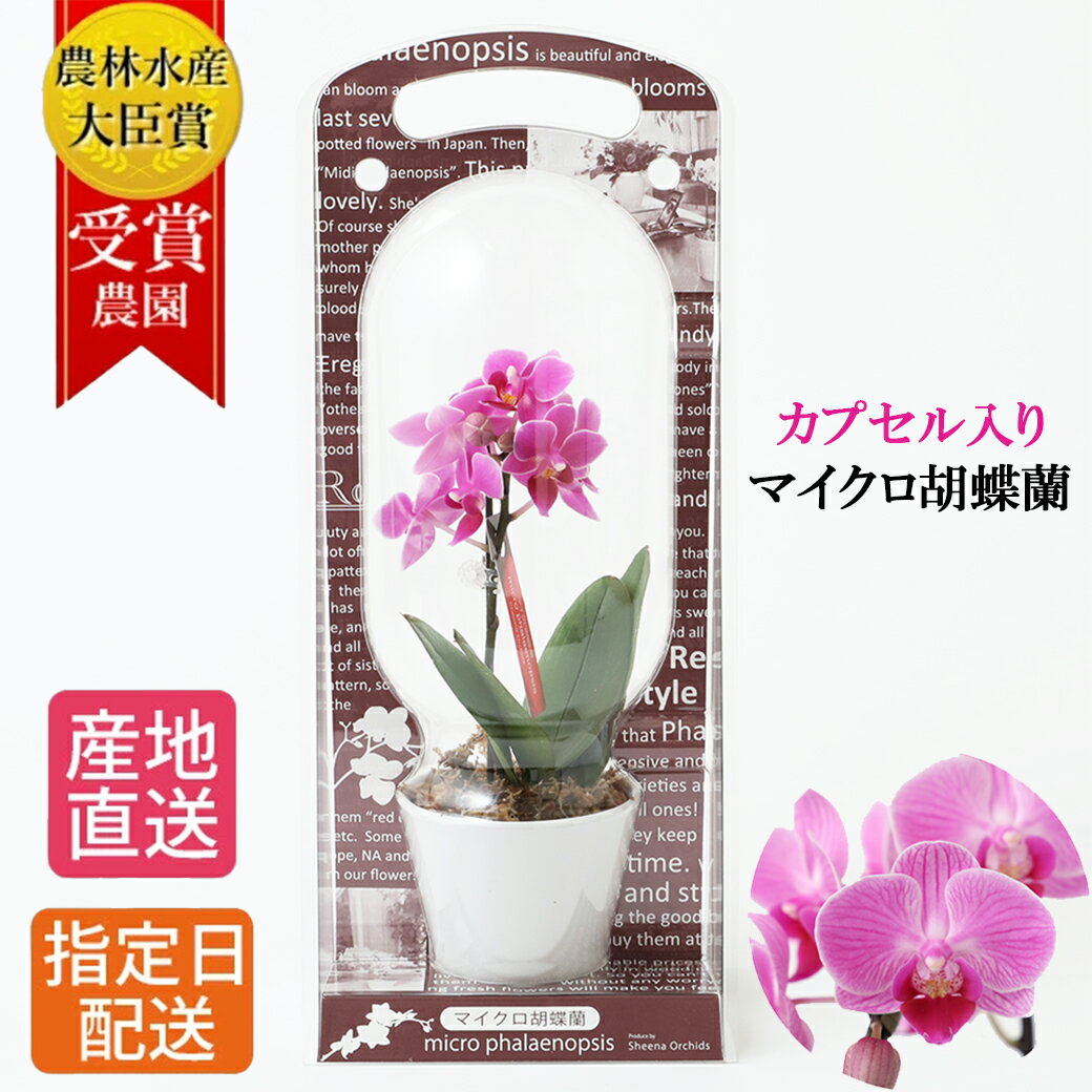 ミディ胡蝶蘭 花の鉢植え 【早割】マイクロ 胡蝶蘭 カプセル入り 1本立 2.5号 ピンク イエロー ホワイト 花 母の日 鉢植え ギフト プレゼント 蘭 鉢 生花 お花 送料無料 ミニ胡蝶蘭 ミディ胡蝶蘭 ミディ 誕生日 贈り物 母 かわいい おしゃれ 女性 お祝い お歳暮