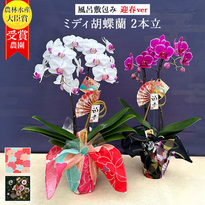 【迎春ver】ミディ胡蝶蘭 2本立 4号 風呂敷包み 白 ピンク 生花 和風 京都 日本 卓上 ミニ胡蝶蘭 ミニ フラワー 誕生日プレゼント ギフト 還暦祝い 祝い 古希 喜寿 米寿 傘寿 お歳暮 正月
