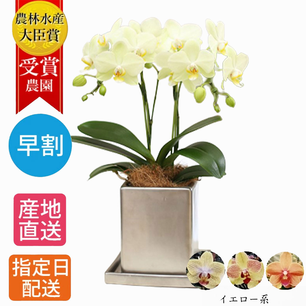 【御仏前花】ミディ 胡蝶蘭 2本立 クローム鉢 4号 イエロー 黄色 傘寿 米寿 花 母の日 鉢植え ギフト プレゼント マイクロ 花 お花 送料無料 ミニ胡蝶蘭 ミディ胡蝶蘭 開店祝い 開業祝い 移転祝い お祝い 祝い 母 女性 誕生日 お歳暮 新盆 お盆 お供え お供 法事のサムネイル