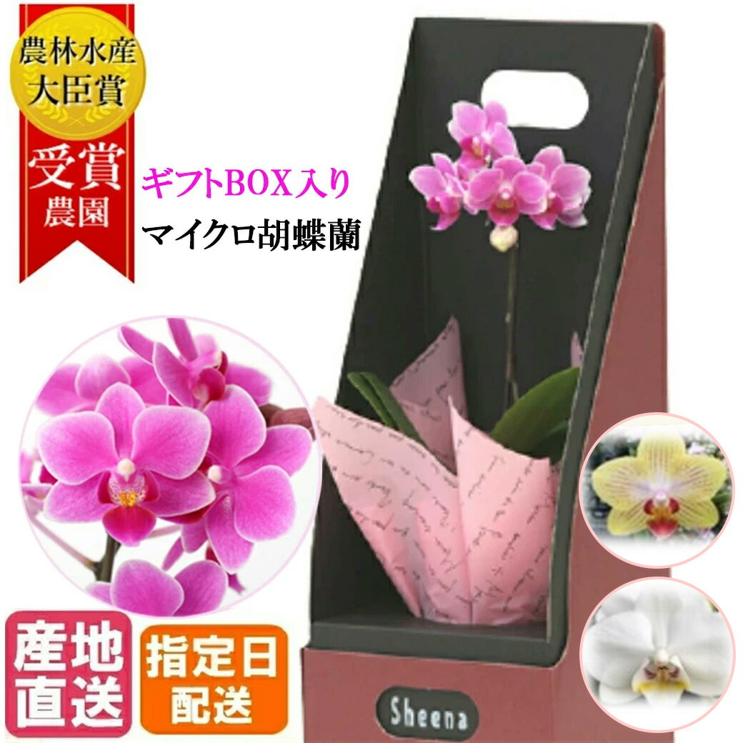 マイクロ 胡蝶蘭 1本立 2.5号 ピンク BOX入り / 花 鉢植え プレゼント ギフト ミニ胡蝶蘭 ミディ胡蝶蘭 ミニ お祝い フラワー 贈答 誕生日プレゼント ギフト ミニ胡蝶蘭 ミディ胡蝶蘭 お歳暮