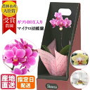 【母の日遅れてごめんね】マイクロ 胡蝶蘭 1本立 2.5号 ピンク BOX入り / 花 鉢植え プレゼント ギフト ミニ胡蝶蘭 ミディ胡蝶蘭 ミニ お祝い フラワー 贈答 誕生日プレゼント ギフト ミニ胡蝶蘭 ミディ胡蝶蘭 お歳暮