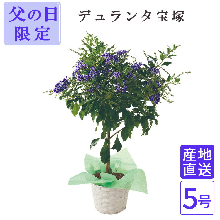父の日 デュランタ宝塚 5号 バスケット ラッピング 鉢 鉢植え 苗 インテリア 植物 ブルーおしゃ...