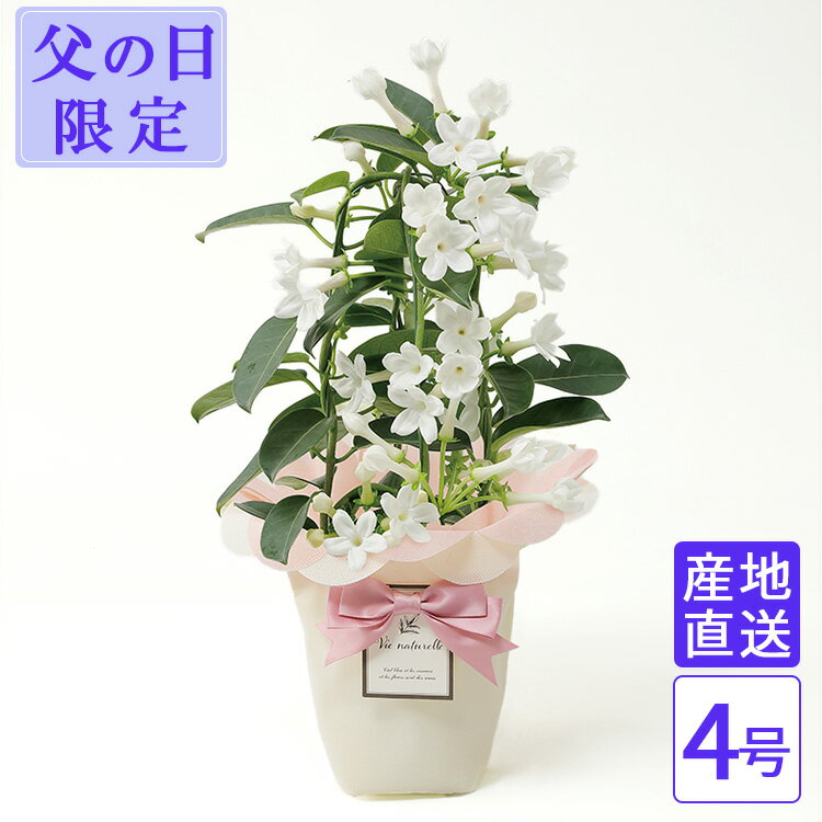 父の日 マダガスカルジャスミン 4号 鉢植え 花 室内 ギフト プレゼント 花鉢 プレゼント 生花 ...
