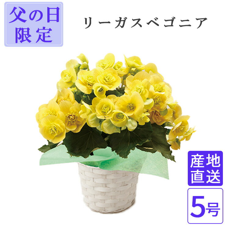 Blue, Purple - 父の日 リーガスベゴニア イエロー 5号 鉢 鉢植え インテリア 植物 バスケット おしゃれ 小型 小さい 自宅 お家 おうち時間 お祝い 祝い 御祝 開店祝 開業祝 オープン 新築 引越 結婚 新生活