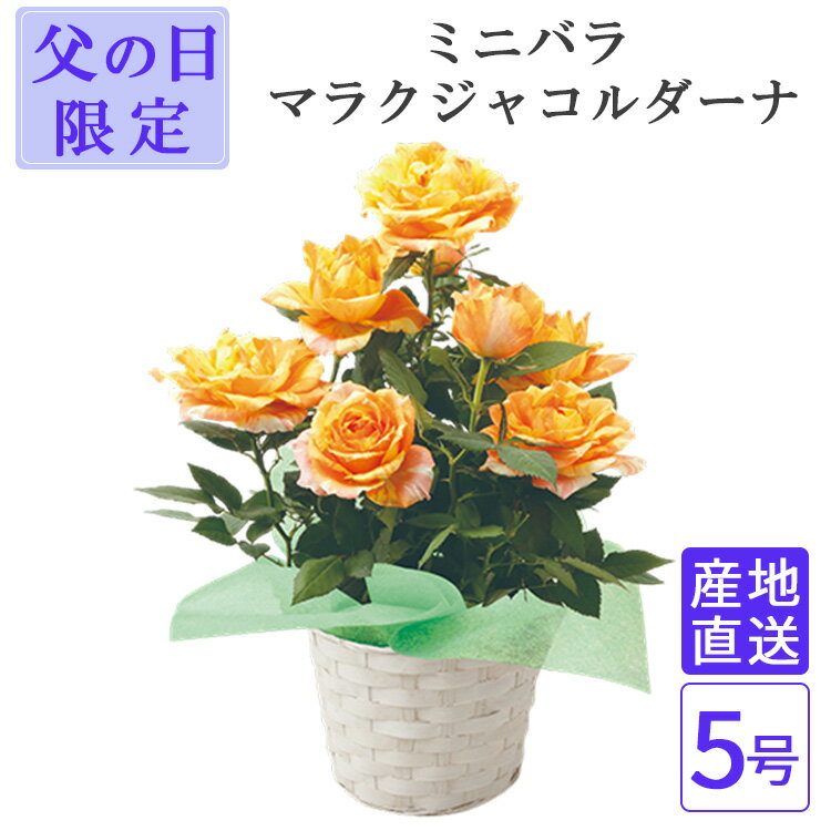 Yellow, Orange - 父の日 ローズ マラクジャコルダーナ 5号 ミニバラ 薔薇 鉢 鉢植え インテリア 植物 バスケット おしゃれ 小型 小さい 自宅 お家 おうち時間 お祝い 祝い 御祝 開店祝 開業祝 オープン 新築 引越 結婚 新生活