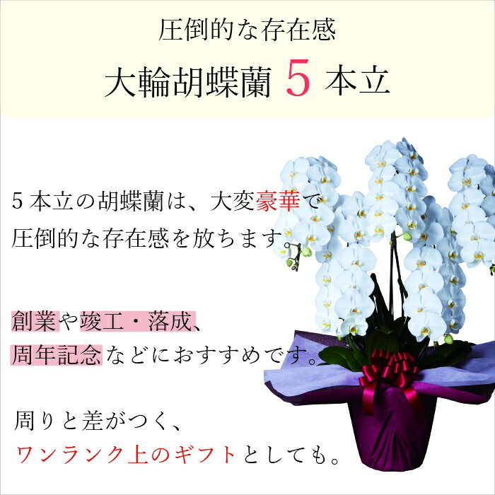 胡蝶蘭 大輪 白 5本立 45~50輪以上 2L 大輪胡蝶蘭 生花 花 誕生日 プレゼント 御中元 中元 ギフト 女性 お祝い 祝い 御祝 開店祝い 開業祝い 移転祝い 栄転祝い 新築祝い 引越祝い 周年 祝い 退任祝　就任祝　退職　歓迎会　入社式　就職　卒業 就任祝い