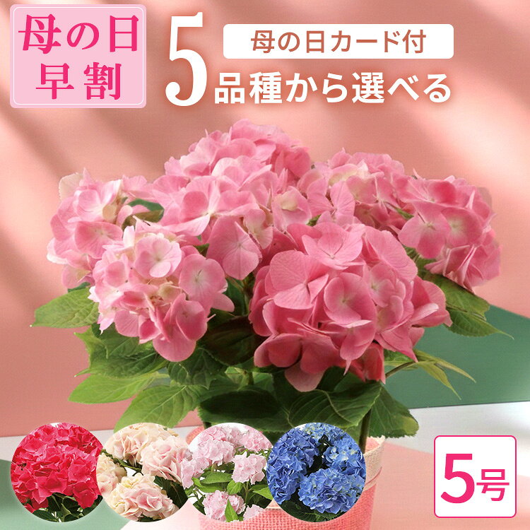 5品種から選べるあじさい5号鉢バス...