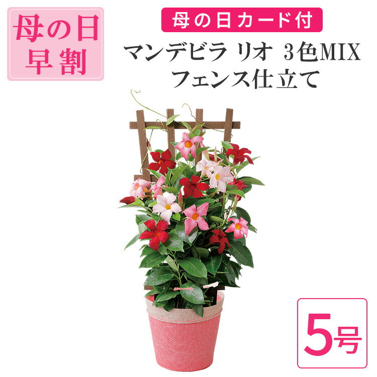 母の日限定 マンデビラ リオ 3色MIX フェンス仕立て 5号 バスケット 鉢植え インテリア 植物 サマーギフト ピカケ おしゃれ 小型 小さい 自宅 お家 おうち時間 お祝い 祝い 御祝 開店祝 開業祝 オープン 新築 引越 結婚 新生活 引