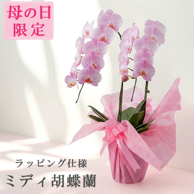 【母の日限定】ミディ胡蝶蘭 2本立 ピンク メッセージカード付 高級 フラワーギフト 母の日