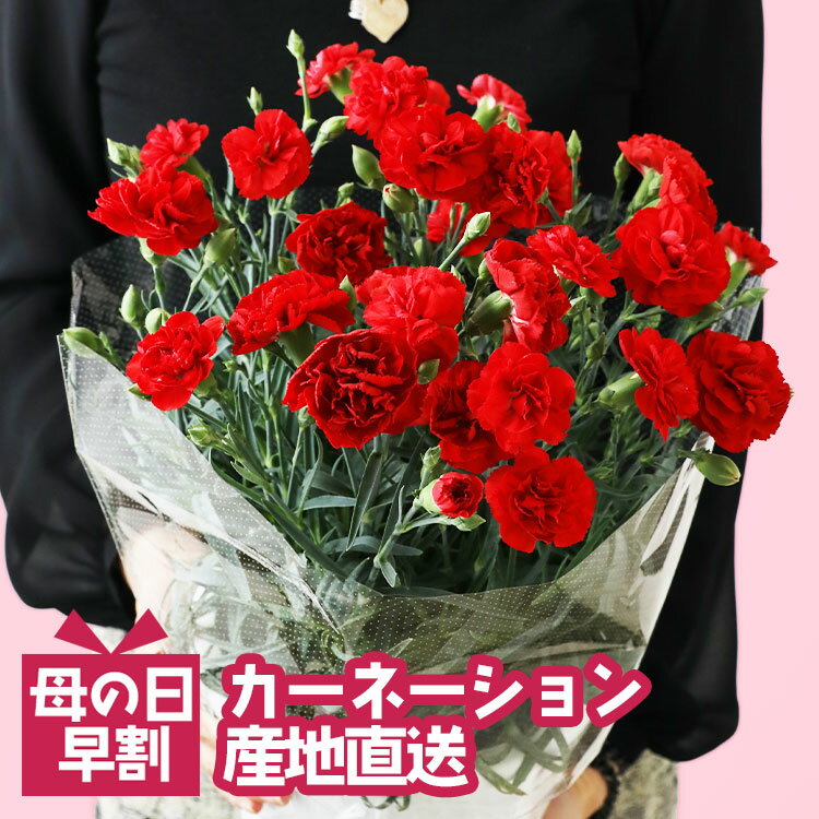 カーネーション 赤 レッド 5号 / 6号 ギフト プレゼント 鉢植え 花 生花 お花 花鉢 鉢花 母 義母 プレゼント ギフト 60代 50代 40代 お祝い お母さん 女性 男性 誕生日 還暦 室内 大内園芸 産地直送 産直 かわいい