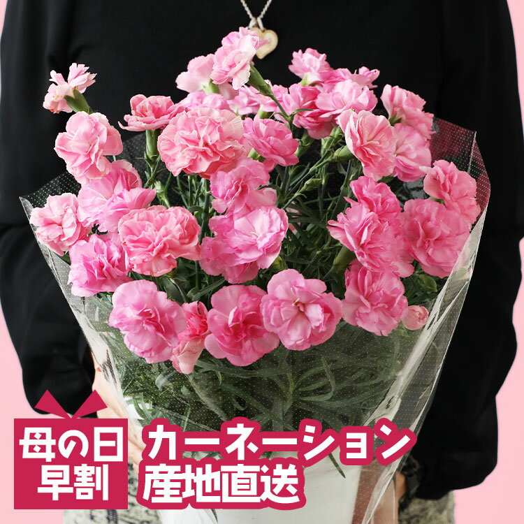 鉢 【母の日 遅れてごめんね】カーネーション ピンク 母の日 ギフト プレゼント 鉢植え 花 生花 お花 花鉢 鉢花 母 義母 プレゼント ギフト 60代 50代 40代 お祝い お母さん 女性 男性 誕生日 還暦 室内 大内園芸 産地直送 産直 希少 かわいい