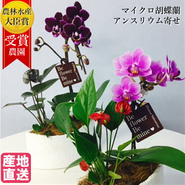 マイクロ胡蝶蘭 アンスリウム 寄せ植え マウント鉢 4号 観葉植物 花 鉢植え ギフト プレゼント 胡蝶蘭 花鉢 鉢花 生花 ラン お花 送料無料 ミニ胡蝶蘭 小さい 配送日指定 誕生日 開店祝い 開業祝い 還暦祝い お祝い 古希 喜寿 米寿 祝い
