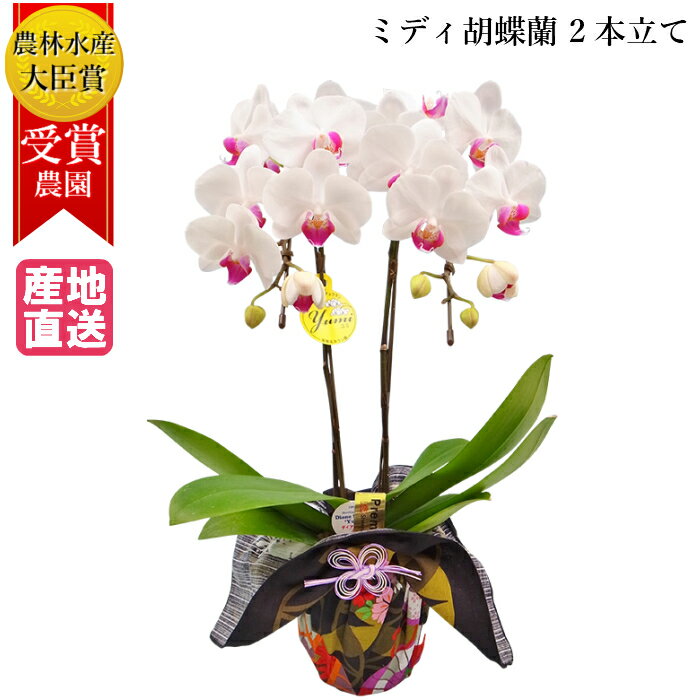 限定価格セール ミディ胡蝶蘭 2本立 4号 ホワイト 白 風呂敷包み 花 鉢植え ギフト プレゼント 胡蝶蘭 花鉢 鉢花 生花 ラン お花 ミニ 胡蝶蘭 小さい 配送日指定 誕生日 開業祝い 移転祝い Grundheim Co Za 限定価格セール ミディ胡蝶蘭 2本立 4号 ホワイト 白 風呂敷包み 花 鉢植え ギフト プレゼント 胡蝶蘭 花鉢 鉢花 生花 ラン お花 ミニ 胡蝶蘭 小さい 配送日指定 誕生日 開業祝い 移転祝い Grundheim Co Za
