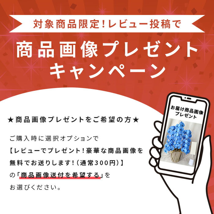 胡蝶蘭 大輪 きいろ 5本立 55輪以上 MI...の紹介画像2