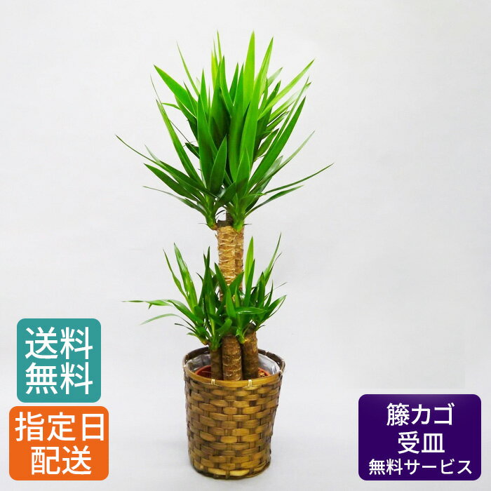 楽天Tokyo small gift観葉植物 ユッカ 青年の木 8号 / 10号 籐カゴ 受皿付き / 観葉植物 大 大型 観葉 植物 木 鉢 おしゃれ インテリア グリーン 鉢植え カゴ付き 受け皿付き 大きい 室内用 本物 お祝い 開店祝い 開業祝い 開店祝い 結婚祝い 祝い 記念日 結婚記念日 プレゼント