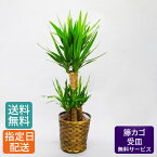 観葉植物 ユッカ 青年の木 8号 籐カゴ 受皿付き / 観葉植物 大 大型 観葉 植物 木 鉢 おしゃれ インテリア グリーン 鉢植え カゴ付き 受け皿付き 大きい 室内用 本物 お祝い 開店祝い 開業祝い 開店祝い 結婚祝い 祝い 記念日 結婚記念日 プレゼント