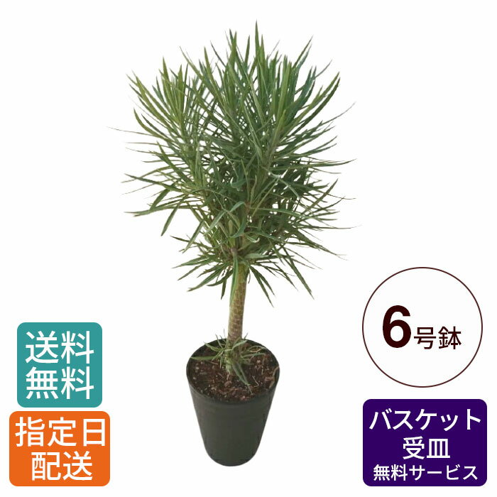 観葉植物 モンキーツリー 幸せの木 セネシオ・クレイニア 6号 / 大型 鉢 おしゃれ インテリア グリーン 鉢植え カゴ付き 受け皿付き 本物 室内用 植物 お祝い 開店祝い 開所祝い 開業祝い 移転祝い 新築祝い 引越し祝い