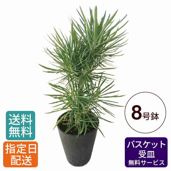 観葉植物 モンキーツリー 幸せの木 セネシオ・クレイニア 8号 / 大型 鉢 おしゃれ 鉢植え カゴ付き 受け皿付き 本物 室内用 植物 インテリア グリーン お祝い 開店祝い 開所祝い 開業祝い 移転祝い 新築祝い 引越し祝い