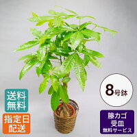 観葉植物 パキラ 8号 籐カゴ 受皿付き / 発財樹 money tree 大型 鉢 おしゃれ インテリア グリーン 鉢植え カゴ付き 受け皿付き 大きい 大 室内用 本物 お祝い 開店祝い 開所祝い 開業祝い 移転祝い 新築祝い 引越し祝い 結婚祝い 内祝い 記念 お祝い 祝い