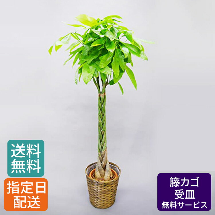 【特価】観葉植物 パキラ 8号 / 10号 籐カゴ 受皿付き 発財樹 money tree 大型 鉢 おしゃれ インテリア グリーン 鉢植え カゴ付き 受け皿付き 大きい 大 室内用 本物 お祝い 開店祝い 開所祝い 開業祝い 移転祝い 新築祝い 引越し祝い 結婚祝い 内祝い 記念 お祝い 祝い