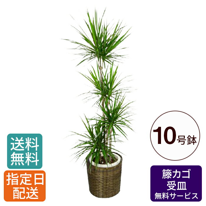 観葉植物 コンシンネ 10号 / 大型 鉢 おしゃれ インテリア グリーン 鉢植え カゴ付き 受け皿付き 室内用 本物 お祝い 開店祝い 開所祝い 開業祝い 移転祝い 新築祝い 引越し祝い 結婚祝い 内祝い