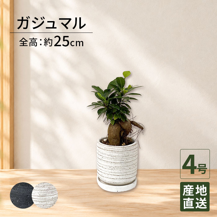 商品情報サイズ・仕様 ・観葉植物 ガジュマル 4号 利休陶器/鉢植え 卓上 小さい インテリア グリーン 植物 鉢 陶器鉢 おしゃれ シンプル 自宅 お家 おうち時間 お祝い 祝い 御祝 開業祝 オープン 新築 新生活 引越し プレゼント ギフト・サイズ：植物全体（鉢含む）H25cm　鉢:Φ9cm×H9cm 底穴なし※個体差があります。・商品内容：鉢、陶器受皿・植物は生育や環境に大きく影響されるため、掲載の写真と形や色味が異なる場合がります。 用途例 観葉植物がインテリアとして選ばれている理由の一つとして、リラックス作用が高いことがあげられます。贈答用としても人気があります。たった一鉢であっても、オフィスやお部屋の雰囲気に癒しをプラスしてくれます。また、観葉植物はお花と違い、しっかり育ててあげると永続的に飾ることができます。開業・開店祝、記念日の贈り物としても定評があります。インテリアグリーン 自宅 自宅用 おうち時間 インテリア オフィス 会社 店 お祝い 誕生日 バースデーギフト プレゼント ギフト 結婚式 結婚祝い プロポーズ 記念日 結婚記念 ウェディング 出産祝い 送別会 退職祝い 就職祝い 引越し祝い 新築祝い 改築祝い 移転祝い 開業祝い 開店祝い 開院祝い 昇進祝い 就任祝い 栄転 落成 上場 周年 設立 社長就任祝い 当選祝い 選挙 当選 事務所開き 陣中見舞い 組閣 入閣 就任 贈答 慶事 還暦祝い 長寿祝い 母の日 父の日 敬老の日 いい夫婦の日 クリスマス プレゼント バレンタイン ホワイトデー 合格祝い 舞台花 劇場 発表会 公演舞台初日 公演舞台千秋楽 御見舞い 古希 喜寿 傘寿 米寿 卒寿 白寿 百寿 記念日 お歳暮 お中元 贈る相手企業 法人 社長 会長 代表 先生 恩師 代議士 議員 議員秘書 秘書 母 父 義母 義父 祖父 祖母 妻 夫 家族 親戚 友人 友達 先生 彼氏 彼女 恋人 新郎 新婦 お母さん お父さん おじいちゃん おばあちゃん 女性 男性10代 20代 30代 40代 50代 60代 70代 80代 91代 Tokyo small gift 東京スモールギフト (R)観葉植物 ガジュマル 4号 利休陶器/鉢植え 卓上 小さい インテリア グリーン 植物 鉢 陶器鉢 おしゃれ シンプル 自宅 お家 おうち時間 お祝い 祝い 御祝 開業祝 オープン 新築 新生活 引越し プレゼント ギフト 育てやすい 観葉植物 小型 小さい 部屋 自宅 お家 おうち時間 お中元 オフィス 店 会社 結婚記念日 豪華 玄関 リビング 還暦 就任 移転 栄転 上場 周年 設立 観葉 植物 室内 観葉植物 ガジュマル 4号 利休陶器 ■商品詳細商品名：観葉植物 ガジュマル 5号 利休陶器サイズ：植物全体（鉢含む）H25cm　鉢:Φ9cm×H9cm 底穴なし■特徴太くて特徴のある幹が人気のガジュマル。その樹形はひとつひとつが個性的。沖縄では「キジムナー」と呼ばれる赤い髪の子供の精霊が宿る木という伝承があり、大切に扱うと家が栄えるとも言われています。また別名「多幸の木」として親しまれています。花言葉：健康耐陰性：強い。ですが、暗い所に置いておくと葉が徒長しバランスが崩れてしまいます。明るい場所に置いていただくと良いですが、直射日光に当たると葉が焼けてしまいます。風通しを良くしレースのカーテン越しの日が当たる明るい室内に置きましょう。耐寒性：やや強い。（5℃以上）冬場はご家庭の温かい室内に置いてください。水やり：土の表面が乾いたらたっぷり与えてください。冬場は控えめにし、土の表面が乾いてから2〜3日後の暖かい日の午前中に与えてください。受皿に溜まった水は必ず捨ててください。肥料：観葉植物用の肥料を、4月〜9月に与えてください。 ■注意事項・植物には個体差があるため、掲載写真と樹形等の印象が異なる場合がございます。・植物のサイズに関わらず、北海道、沖縄、離島、一部地域へのお届けは5日〜10日ほどかかります。・天候や交通状況などの影響によりお届け日時に遅れが生じる場合がございます。■松村農園観葉植物一筋37年の実績ある会社です。年間約11万坪の生産を誇り、数多くの植物のなかから厳選した高品質の植物をお届けしています。付属の陶器は松村農園オリジナルデザイン。自社で独自に調合したこだわりの土と地下水100パーセントの恵みの水で、愛情いっぱい育てています。■用途新築祝い、開店祝い、お祝い、お中元、お歳暮、事務所開き祝い、開院祝い、開業祝い、引越祝い、誕生日プレゼント、結婚祝い、母の日、父の日、御礼、玄関、リビング、キッチン、台所など観葉植物がインテリアとして選ばれている理由の一つとして、リラックス作用が高いことがあげられます。贈答用としても人気があります。たった一鉢であっても、オフィスやお部屋の雰囲気に癒しをプラスしてくれます。また、観葉植物はお花と違い、しっかり育ててあげると永続的に飾ることができます。開業・開店祝、記念日の贈り物としても定評があります。 3
