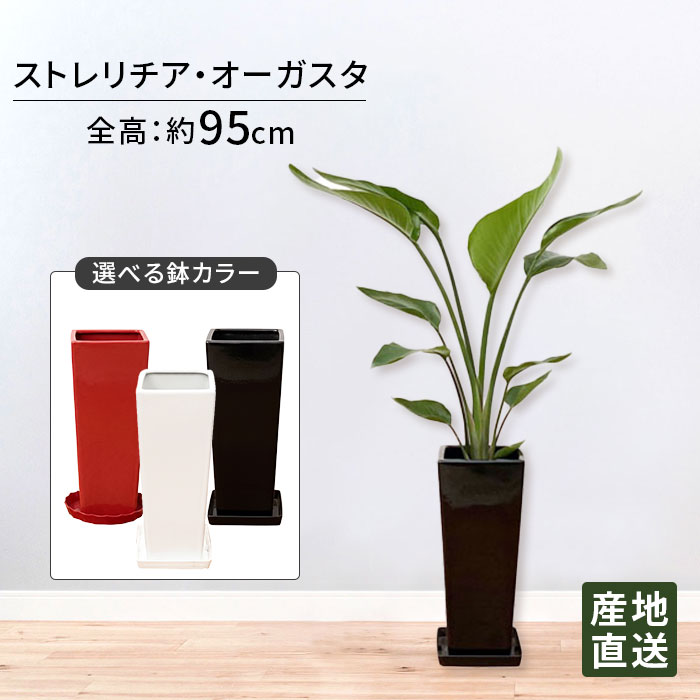 観葉植物 ストレリチア オーガスタ7号 角陶器スリム / 鉢 おしゃれ 鉢植え 大 大型 大きい インテリア 室内用 植物 本物 陶器鉢 自宅 御祝 開業祝 オープン 新築 引越し プレゼント お中元 ギフト