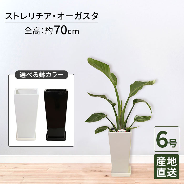 商品情報サイズ・仕様 ・観葉植物 ストレリチア オーガスタ 6号 角高陶器/鉢植え 小 小さい インテリア グリーン 植物 鉢 陶器鉢 おしゃれ シンプル 自宅 お家 おうち時間 お祝い 祝い 御祝 開業祝 オープン 新築 新生活 引越し プレゼント ギフト・サイズ：植物全体（鉢含む）H70cm　鉢:W15cm×H30cm　※個体差があります。・商品内容：鉢、プラスチック受皿・植物は生育や環境に大きく影響されるため、掲載の写真と形や色味が異なる場合がります。 用途例 観葉植物がインテリアとして選ばれている理由の一つとして、リラックス作用が高いことがあげられます。贈答用としても人気があります。たった一鉢であっても、オフィスやお部屋の雰囲気に癒しをプラスしてくれます。また、観葉植物はお花と違い、しっかり育ててあげると永続的に飾ることができます。開業・開店祝、記念日の贈り物としても定評があります。インテリアグリーン 自宅 自宅用 おうち時間 インテリア オフィス 会社 店 お祝い 誕生日 バースデーギフト プレゼント ギフト 結婚式 結婚祝い プロポーズ 記念日 結婚記念 ウェディング 出産祝い 送別会 退職祝い 就職祝い 引越し祝い 新築祝い 改築祝い 移転祝い 開業祝い 開店祝い 開院祝い 昇進祝い 就任祝い 栄転 落成 上場 周年 設立 社長就任祝い 当選祝い 選挙 当選 事務所開き 陣中見舞い 組閣 入閣 就任 贈答 慶事 還暦祝い 長寿祝い 敬老の日 いい夫婦の日 クリスマス プレゼント バレンタイン ホワイトデー 合格祝い 舞台花 劇場 発表会 公演舞台初日 公演舞台千秋楽 御見舞い 古希 喜寿 傘寿 米寿 卒寿 白寿 百寿 記念日 お歳暮 お中元 贈る相手企業 法人 社長 会長 代表 先生 恩師 代議士 議員 議員秘書 秘書 母 父 義母 義父 祖父 祖母 妻 夫 家族 親戚 友人 友達 先生 彼氏 彼女 恋人 新郎 新婦 お母さん お父さん おじいちゃん おばあちゃん 女性 男性10代 20代 30代 40代 50代 60代 70代 80代 91代 Tokyo small gift 東京スモールギフト (R)観葉植物 ストレリチア オーガスタ 6号 角高陶器/鉢植え 小 小さい インテリア グリーン 植物 鉢 陶器鉢 おしゃれ シンプル 自宅 お家 おうち時間 お祝い 祝い 御祝 開業祝 オープン 新築 新生活 引越し プレゼント ギフト 育てやすい 観葉植物 小型 小さい 部屋 自宅 お家 おうち時間 お中元 オフィス 店 会社 結婚記念日 豪華 玄関 リビング 還暦 就任 移転 栄転 上場 周年 設立 観葉 植物 室内 観葉植物 ストレリチア オーガスタ 6号 角高陶器 ■商品詳細商品名：観葉植物 ストレリチア オーガスタ 6号 角高陶器サイズ：植物全体（鉢含む）H70cm　鉢:W15cm×H30cm■特徴扇のように広がる大きな葉が特徴で原産地では十数メートルになるものもあります。成長が早く家庭でも天井に届くまで大きくなることもよくあります。伸びすぎた葉は新芽を残し剪定してあげると良いです。剪定した葉は水に挿して楽しむのも良いでしょう。学名は『ストレリチア・ニコライ』といい、皇帝ニコライ一世の名前が由来です。極楽鳥花の様な白い花を咲かせることから『天国の白い鳥』とも呼ばれます。花言葉：輝かしい未来、温かい心耐陰性：やや強い。ですが、オーガスタは明るい場所を好みます。暗い所に置いておくと葉が徒長しひょろひょろっとしてしまいます。5月〜10月頃までの暖かい時期は屋外に置いても構いませんが、夏場の直射日光に当たると葉が焼けてしまいます。屋内でも風通しを良くしレースのカーテン越しの日が当たる明るい場所に置きましょう。耐寒性：比較的強い。（5℃以上） 冬場はご家庭の温かい室内に置いてください。寒い場所に置くと植物の体力が衰え葉が落ちてしまいます。水やり：オーガスタは比較的乾燥に強い植物です。夏場は土の表面が乾いたら、鉢底から水か出るほどたっぷりと与えてください。寒くなるにつれて控えめにし、冬場は土の表面が白く乾いてから天気の良い午前中に与えてください。水の与え過ぎは根を傷める原因になります。肥料：観葉植物用の肥料を、4月〜9月に与えてください。 ■注意事項・植物には個体差があるため、掲載写真と樹形等の印象が異なる場合がございます。・植物のサイズに関わらず、北海道、沖縄、離島、一部地域へのお届けは5日〜10日ほどかかります。・天候や交通状況などの影響によりお届け日時に遅れが生じる場合がございます。■松村農園観葉植物一筋37年の実績ある会社です。年間約11万坪の生産を誇り、数多くの植物のなかから厳選した高品質の植物をお届けしています。付属の陶器は松村農園オリジナルデザイン。自社で独自に調合したこだわりの土と地下水100パーセントの恵みの水で、愛情いっぱい育てています。■用途新築祝い、開店祝い、お祝い、お中元、お歳暮、事務所開き祝い、開院祝い、開業祝い、引越祝い、誕生日プレゼント、結婚祝い、 、敬老の日、御礼、玄関、リビング、キッチン、台所など観葉植物がインテリアとして選ばれている理由の一つとして、リラックス作用が高いことがあげられます。贈答用としても人気があります。たった一鉢であっても、オフィスやお部屋の雰囲気に癒しをプラスしてくれます。また、観葉植物はお花と違い、しっかり育ててあげると永続的に飾ることができます。開業・開店祝、記念日の贈り物としても定評があります。 3