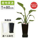観葉植物 ストレリチア オーガスタ 6号 角高陶器/鉢 鉢植え 小 小さい インテリア 植物 陶器鉢 自宅 お祝い 御祝 開業祝 オープン 新築 引越し 新生活...