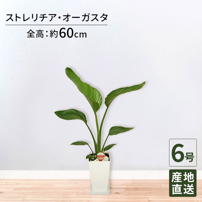 観葉植物 ストレリチア オーガスタ 6号 角プラ 白/鉢 鉢植え 小 小さい インテリア 植物 陶器鉢 お祝い 御祝 開業祝 オープン 新築 引越し 新生活 プレゼント ギフト
