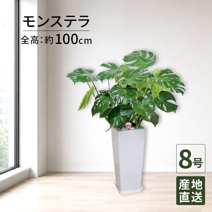 楽天市場】大型 観葉植物 モンステラ 激安の通販