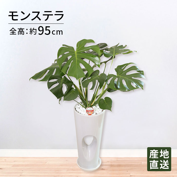 観葉植物 モンステラ 7号 穴高陶器/鉢 鉢植え 大 大型 大きい インテリア 植物 陶器鉢 自宅 お祝い 御祝 開業祝 オープン 新築 引越し 結婚 新生活 プレゼント ギフト